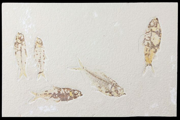 Fossil Fish Plate (Knightia And Diplomystus) #122760